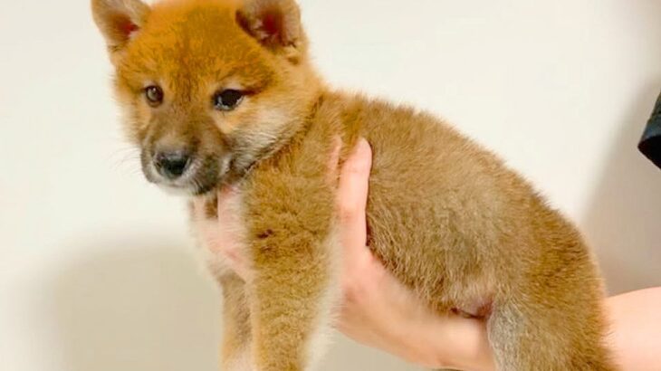『豆柴』と言われて子犬を飼った結果→2年後の『想定外すぎるビフォーアフター』に「愛情の分大きくなる」「愛おしい」と絶賛の声(ブログ)