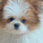 フワフワの小型犬をトリミングに連れて行った結果…もはや別犬？予想以上のビフォーアフターに「さっぱりして可愛くなった」の声(ブログ)