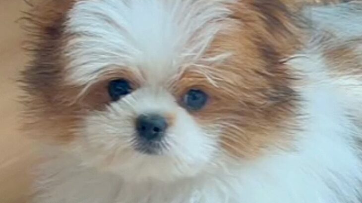 フワフワの小型犬をトリミングに連れて行った結果…もはや別犬？予想以上のビフォーアフターに「さっぱりして可愛くなった」の声(ブログ)