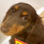 外を見たことがない『５ヶ月も家族を待ち続けた犬』→悩んでお迎えした結果…素敵すぎる『現在の光景』が23万再生「涙出た」「運命なのかも」(ブログ)