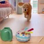 『じょうろ持ってきて』と大型犬にお願い→目の前におやつがあったらどうするか？検証したら…まさかの光景に「びっくり」「全部理解してる」の声(ブログ)