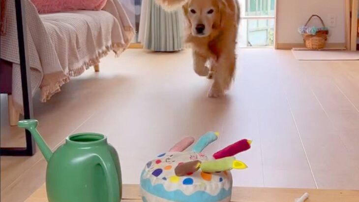 『じょうろ持ってきて』と大型犬にお願い→目の前におやつがあったらどうするか？検証したら…まさかの光景に「びっくり」「全部理解してる」の声(ブログ)
