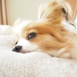 犬が『眠い』ときにみせる仕草や行動5選　睡眠前に飼い主がしてはいけないタブー行為まで(ブログ)