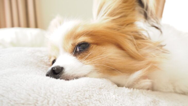 犬が『眠い』ときにみせる仕草や行動5選　睡眠前に飼い主がしてはいけないタブー行為まで(ブログ)