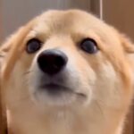 家に帰ったら玄関までお出迎えしてくれる犬→耳がぺったんこで…天使のような『おかえりなさい』が52万表示「うらやましい」「可愛すぎる」(ブログ)