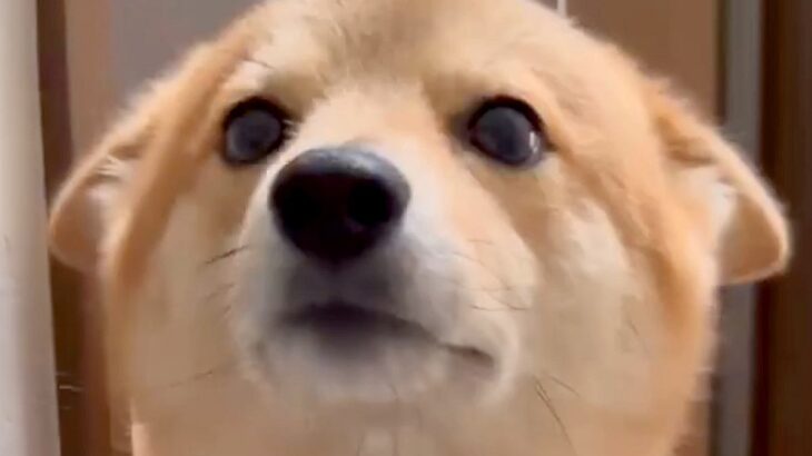 家に帰ったら玄関までお出迎えしてくれる犬→耳がぺったんこで…天使のような『おかえりなさい』が52万表示「うらやましい」「可愛すぎる」(ブログ)