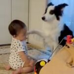 『多分、前世は人間』赤ちゃんの遊び相手になる犬→まるで『本当のお姉ちゃん』のような光景が10万再生「通じ合ってる感じ」「微笑ましい」(ブログ)