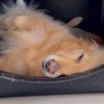 爆睡している大型犬に『お姉ちゃんが来るよ』と伝えた結果…２ヶ月ぶりの再会で見せた『尊すぎる光景』が７万再生「嬉しさ爆発」「変な声ｗ」(ブログ)