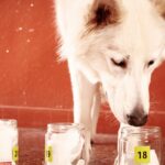 犬の『嗅覚』はどのくらい優れているの？人との比較やニオイを感知する能力について解説(ブログ)