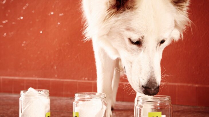犬の『嗅覚』はどのくらい優れているの？人との比較やニオイを感知する能力について解説(ブログ)