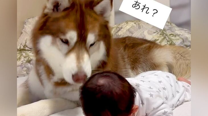 うつぶせ練習中の赤ちゃん→そばで見ていた大型犬が…まるでお兄ちゃんのような『応援する光景』が68万再生「優しい」「ほっこり」と感動(ブログ)