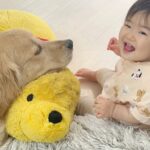 やんちゃな0歳の赤ちゃん→生まれてからずっと一緒にいた大型犬が…あまりにも尊い『母親のような行動』が24万再生「素敵」「母性本能」(ブログ)