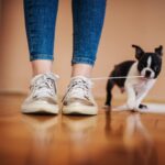 犬が『ひも』を好きになるのはなぜ？4つの理由からトラブルの危険性まで(ブログ)