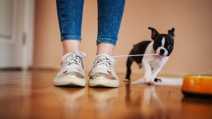 犬が『ひも』を好きになるのはなぜ？4つの理由からトラブルの危険性まで(ブログ)