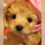 『茶色い子犬だから、名前はチョコにしよう』と迷っていたら…数年後→予想を遥かに超える『衝撃的な変化』が101万再生「こんな変わる？ｗ」(ブログ)