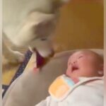 泣き始めてしまった赤ちゃん→優しいハスキー犬が『大事な宝物』を持ってきて…尊すぎる光景に「どれだけ優しいの」「思わず笑顔になった」の声(ブログ)