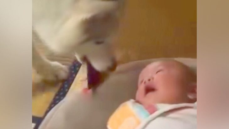 泣き始めてしまった赤ちゃん→優しいハスキー犬が『大事な宝物』を持ってきて…尊すぎる光景に「どれだけ優しいの」「思わず笑顔になった」の声(ブログ)