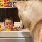 お風呂が大嫌いなはずのハスキー犬が、なぜか駆けつけてきて…『可愛すぎる理由』と微笑ましい光景に「ニコニコしちゃった」「可愛い」の声(ブログ)