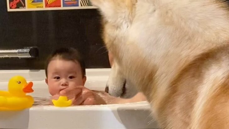 お風呂が大嫌いなはずのハスキー犬が、なぜか駆けつけてきて…『可愛すぎる理由』と微笑ましい光景に「ニコニコしちゃった」「可愛い」の声(ブログ)