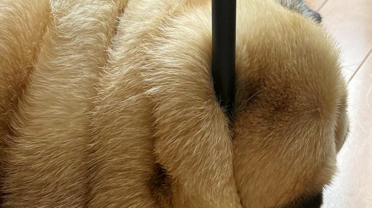 床で寝ている犬を撮影→よく見ると…まるでマジックのように『首が貫通してしまう光景』に「箸に摘まれた餅かと」「バームクーヘンで草」と爆笑(ブログ)