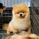 ケージで寂しい顔をする『繁殖犬』をお迎え→たくさん甘やかした結果…１年後の光景が泣けると44万再生「幸せな顔」「素敵な家族で最高」と感動(ブログ)