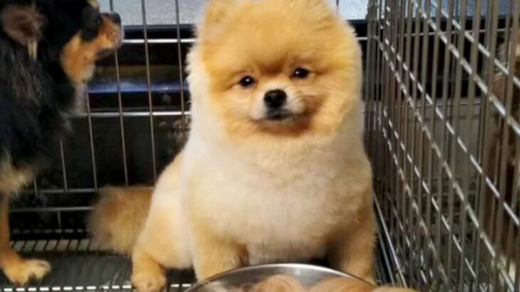 ケージで寂しい顔をする『繁殖犬』をお迎え→たくさん甘やかした結果…１年後の光景が泣けると44万再生「幸せな顔」「素敵な家族で最高」と感動(ブログ)