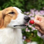 犬に食べさせてもいい『春の果物』5選　絶対にしてはいけない与え方まで(ブログ)