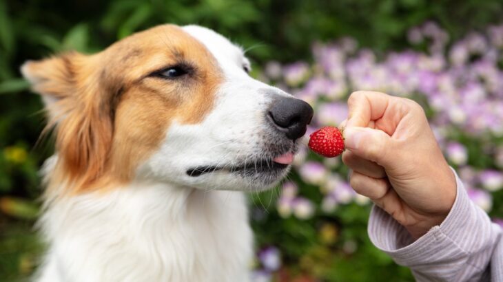 犬に食べさせてもいい『春の果物』5選　絶対にしてはいけない与え方まで(ブログ)