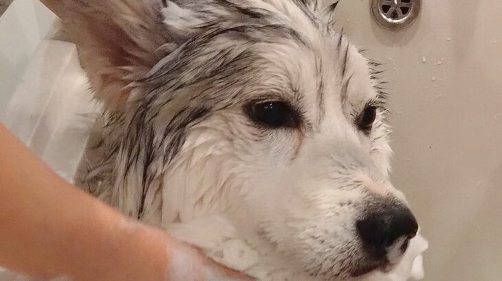 2人がかりでハスキー犬を洗った結果→想定以上に感情を失ってしまい…『もう好きにして』まさかの光景に2万いいね「気持ちが伝わるｗ」と爆笑(ブログ)