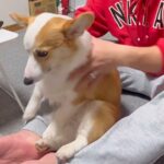 膝に乗る犬をどかそうとした結果→『まだ撫でて』と駄々をこね…絶対に拒否できない『まさかの行動』が420万再生「勢いつけてて草」と絶賛(ブログ)