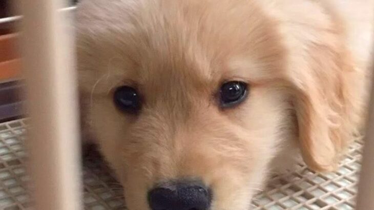 大型犬の赤ちゃんを飼った時『きっと今が1番可愛い』と思っていたら…思わず共感してしまう『現在の心境』に「分かる」「毎日更新です」の声(ブログ)