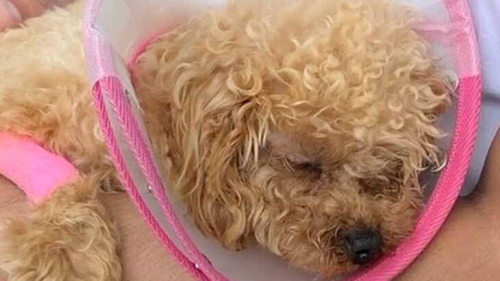 犬を病院で診てもらったら手術になり…胸が痛む『リアルな闘病の記録』が泣けてくると50万再生「気づいたら涙出てた」「頑張ってる姿に感動」(ブログ)