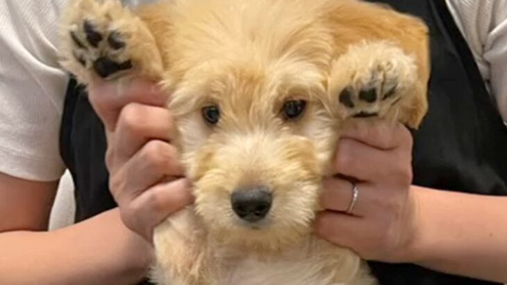 『こんなにも小さくて愛おしい赤ちゃん犬が…』たったの半年で信じられないほど成長した『ビフォーアフター』が13万再生「ビックリ」「可愛い」(ブログ)