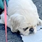 『道行く人に笑われるのよ…』散歩中の犬がよくする”あるあるな光景”に1万2000いいね「行き倒れ犬、大好物」「うちも同じ」共感の声も(ブログ)