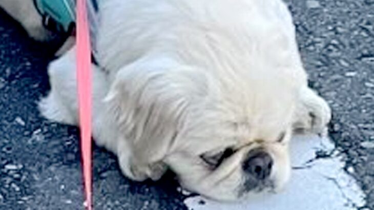 『道行く人に笑われるのよ…』散歩中の犬がよくする”あるあるな光景”に1万2000いいね「行き倒れ犬、大好物」「うちも同じ」共感の声も(ブログ)