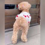 お父さんをお出迎えしたい犬→なぜかソワソワ葛藤し始め…挙動不審になった『愛おしい理由』が話題に「よく頑張った」「可愛すぎて笑う」(ブログ)