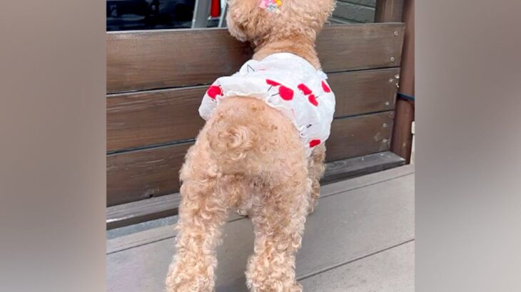 お父さんをお出迎えしたい犬→なぜかソワソワ葛藤し始め…挙動不審になった『愛おしい理由』が話題に「よく頑張った」「可愛すぎて笑う」(ブログ)