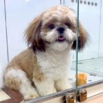 １歳直前になるまで『狭いケースで売れ残っていた犬』を抱っこ→飼おうと決意した結果…家族としての思い出が泣けると68万再生の反響(ブログ)