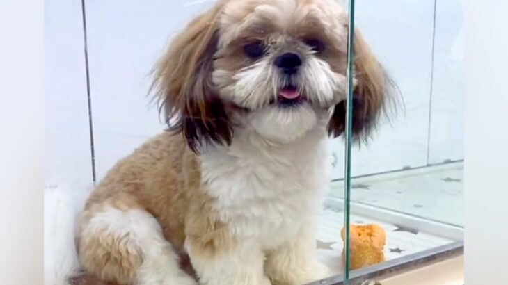 １歳直前になるまで『狭いケースで売れ残っていた犬』を抱っこ→飼おうと決意した結果…家族としての思い出が泣けると68万再生の反響(ブログ)
