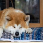 『日本犬だけにみられる』4つの特徴　共通する性質から飼う際に気をつけたいことまで(ブログ)
