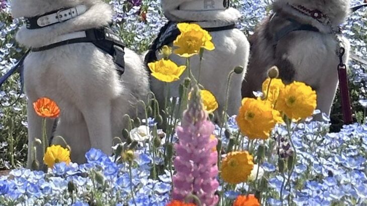 『こっちみろーい』3頭のハスキー犬の集合写真を撮ろうとした結果→予想外な『まさかの展開』に10万いいね「逆にすごいｗ」「らしさ全開で草」(ブログ)