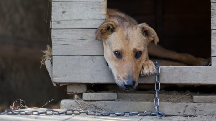 犬の外飼いが『絶対NGな理由』４選　愛犬の命を危険に晒す可能性も…(ブログ)