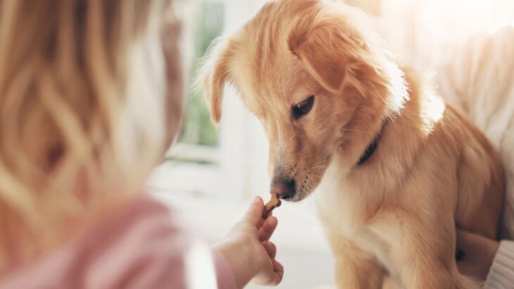 犬が『おやつ』への興味を持たないのはなぜ？食べようとしない原因や対処法を解説(ブログ)