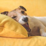 犬が飼い主に『あなた嫌いです』と伝えているサイン4選　嫌われてしまう主な原因や関係を修復する方法まで(ブログ)