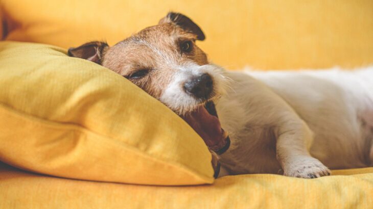 犬が飼い主に『あなた嫌いです』と伝えているサイン4選　嫌われてしまう主な原因や関係を修復する方法まで(ブログ)