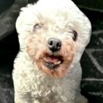 『濡れた新聞紙の上だけが世界のすべてだった』劣悪な環境から小さな犬を保護…涙腺崩壊する物語と『現在の光景』が16万再生「泣いちゃった」と感動(ブログ)