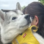 大型犬が甘えん坊に育った結果→自分の大きさを理解していない『まさかの光景』に3万いいね「赤ちゃんの顔してて可愛い」「大きな赤ちゃん」の声(ブログ)