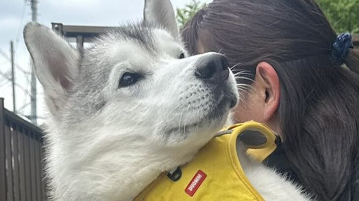 大型犬が甘えん坊に育った結果→自分の大きさを理解していない『まさかの光景』に3万いいね「赤ちゃんの顔してて可愛い」「大きな赤ちゃん」の声(ブログ)