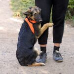 犬が『臆病な性格』か確認できる３つのチェックポイント　ビビリやすい愛犬への正しい接し方や注意点を解説(ブログ)