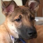 『表情が暗かった犬』を保護→半年後…想像もできなかった『変顔まで披露する光景』に感動「白い歯自慢かなｗ」「可愛すぎ」と1万いいね集まる(ブログ)
